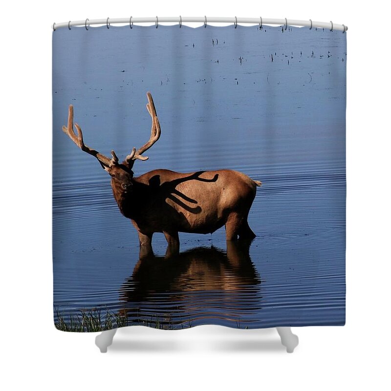 Elk Shower Curtain featuring the photograph Elk by Yvonne M Smith