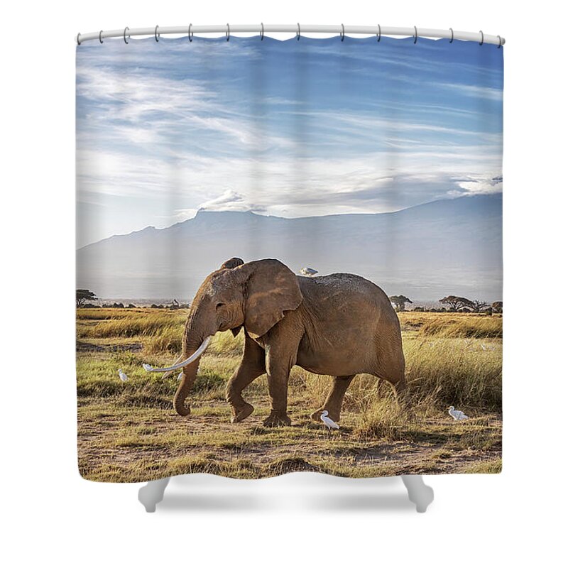 Elephant Shower Curtain featuring the photograph Elpephant and cattle egrets infront of Mount Kilimanjaro, Amboseli National Park by Jane Rix