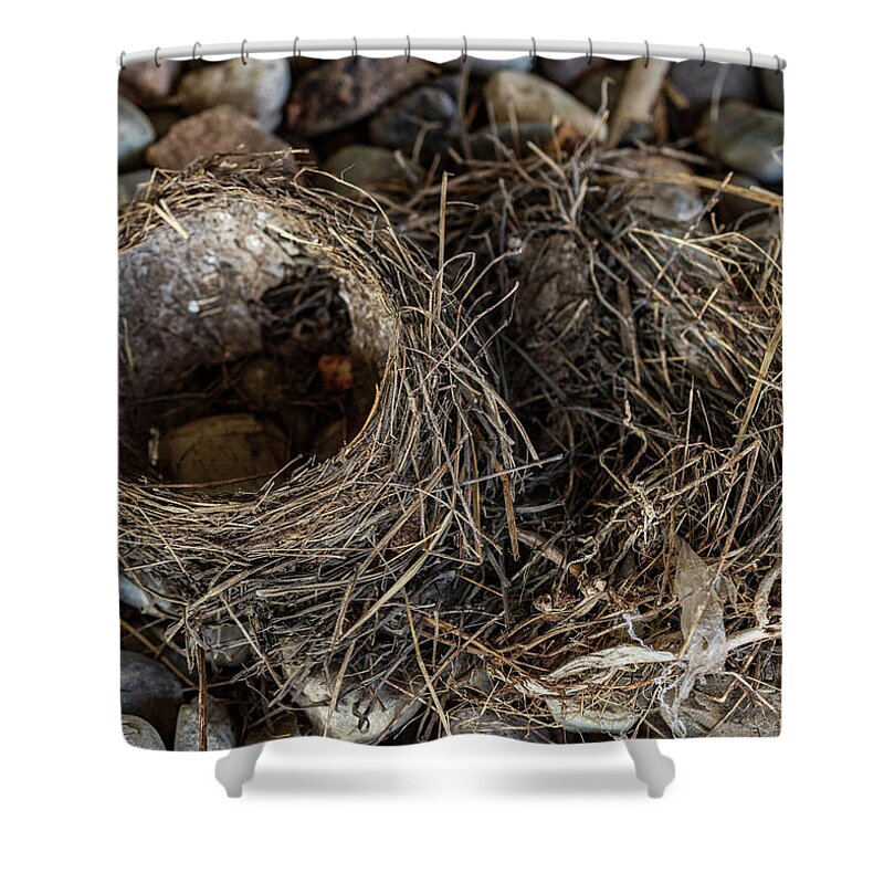 Animals Shower Curtain featuring the photograph Empty Nest - Wildlife Photography 2 by Amelia Pearn