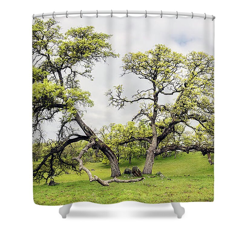 Enchanted Forest Shower Curtain featuring the photograph Enchanted Embrace by Gary Geddes