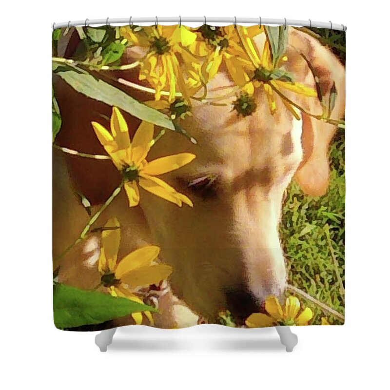Dog Shower Curtain featuring the photograph Enjoying Nature by Kim Galluzzo Wozniak