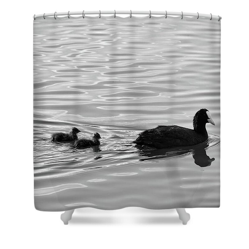Fulica Atra Shower Curtain featuring the photograph Eurasian Coot and offspring in Ria Formosa, Portugal. Monochrome by Angelo DeVal