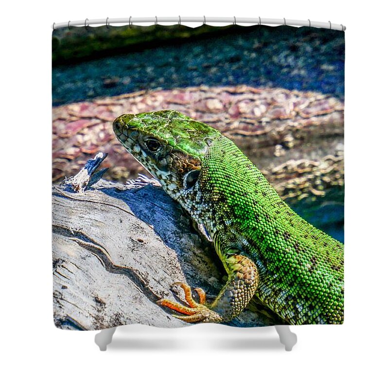 Szeplaky Shower Curtain featuring the photograph European green lizard by Pal Szeplaky