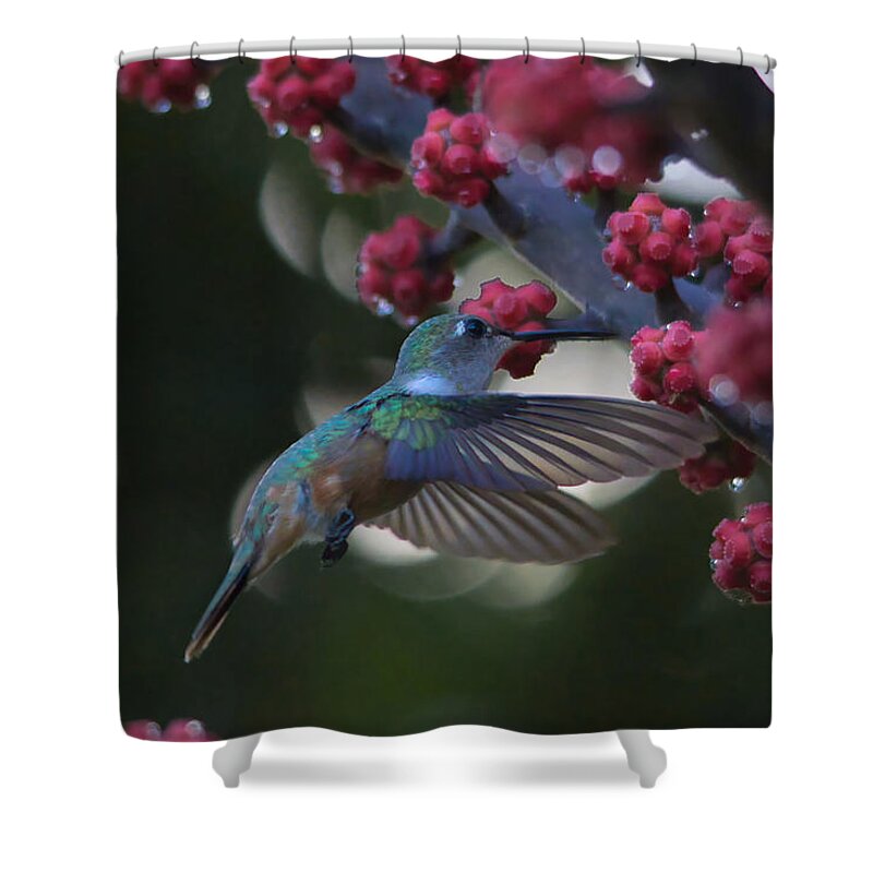 Humming Bird Shower Curtain featuring the photograph Evening Flight by Montez Kerr