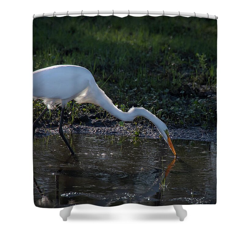 Egret Shower Curtain featuring the photograph Evening Visitor by M Kathleen Warren