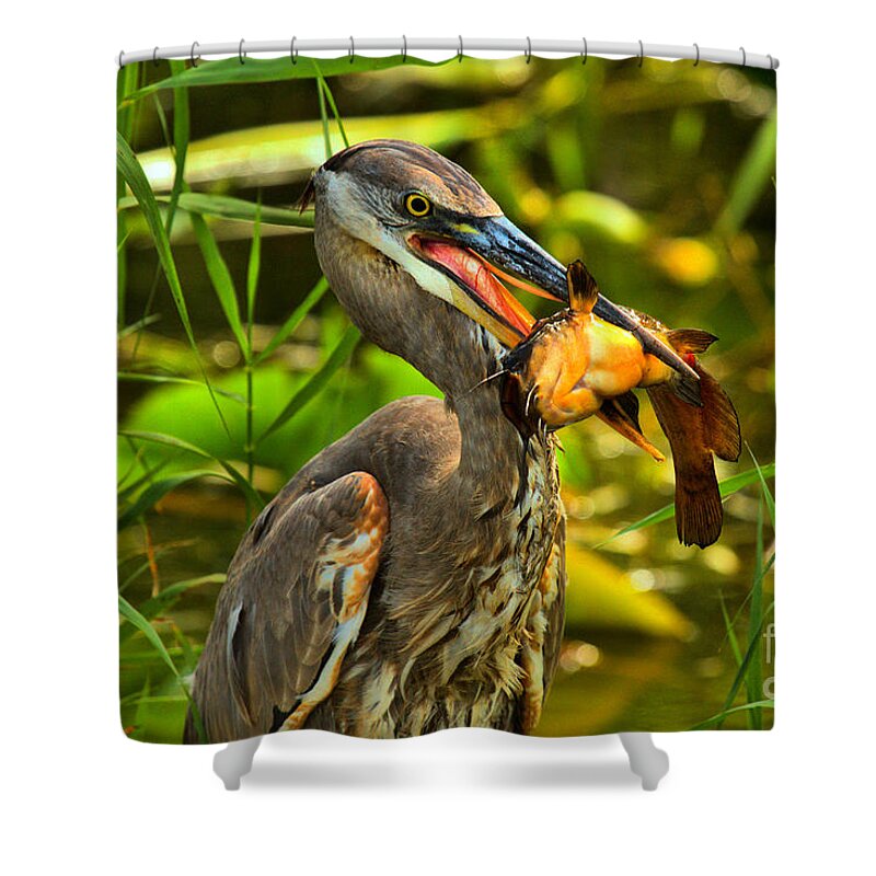 Everglade Shower Curtain featuring the photograph Everglades Catfish Dinner by Adam Jewell