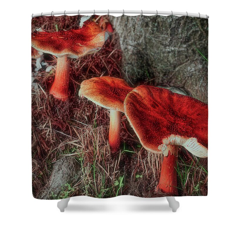 Forest Shower Curtain featuring the photograph Everyday Mushrooms by Cordia Murphy