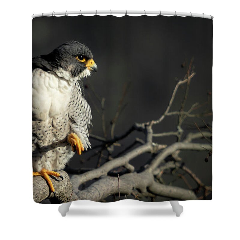 Falcon Shower Curtain featuring the photograph Eye of Steel by Alyssa Tumale