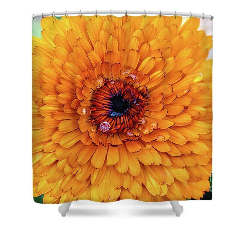 Orange Flower Shower Curtain featuring the photograph Eye of the Flower by Abigail Diane Photography