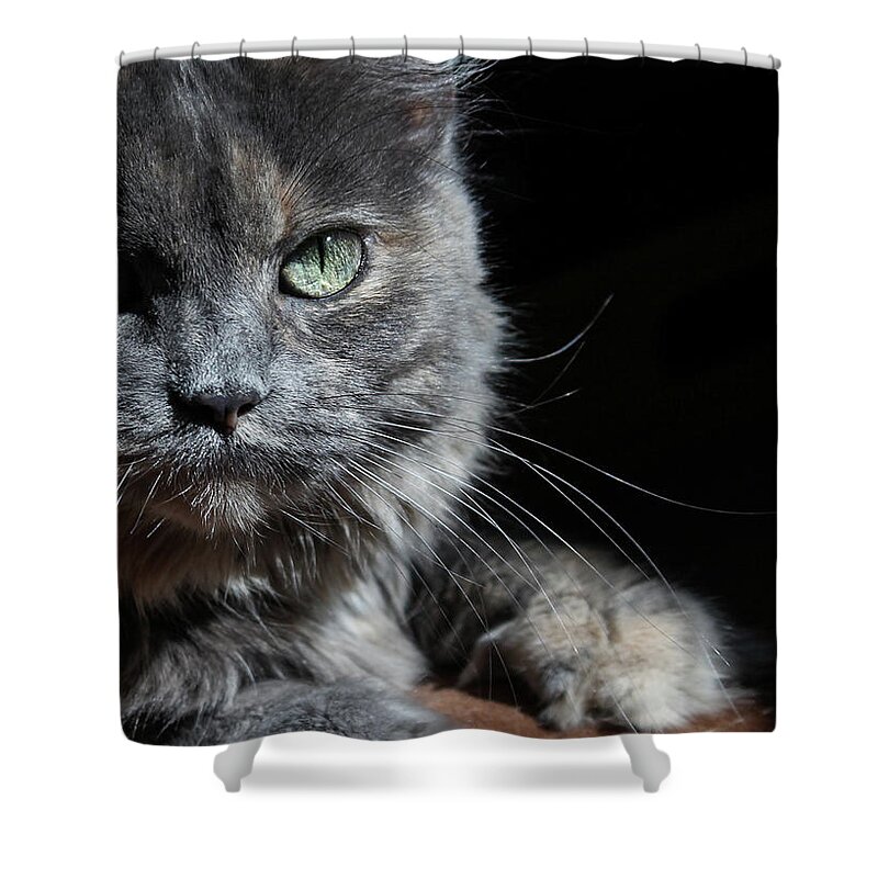 2015 Shower Curtain featuring the photograph Eye of the Tiger by Gerri Bigler