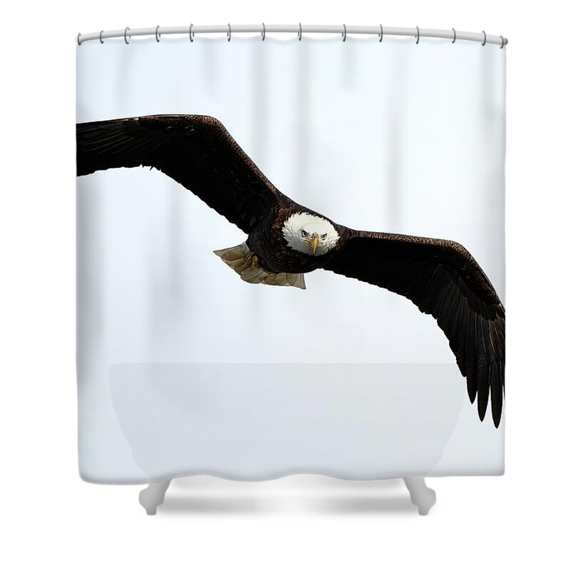 Bird Shower Curtain featuring the photograph Eyes On The Prize by Lens Art Photography By Larry Trager