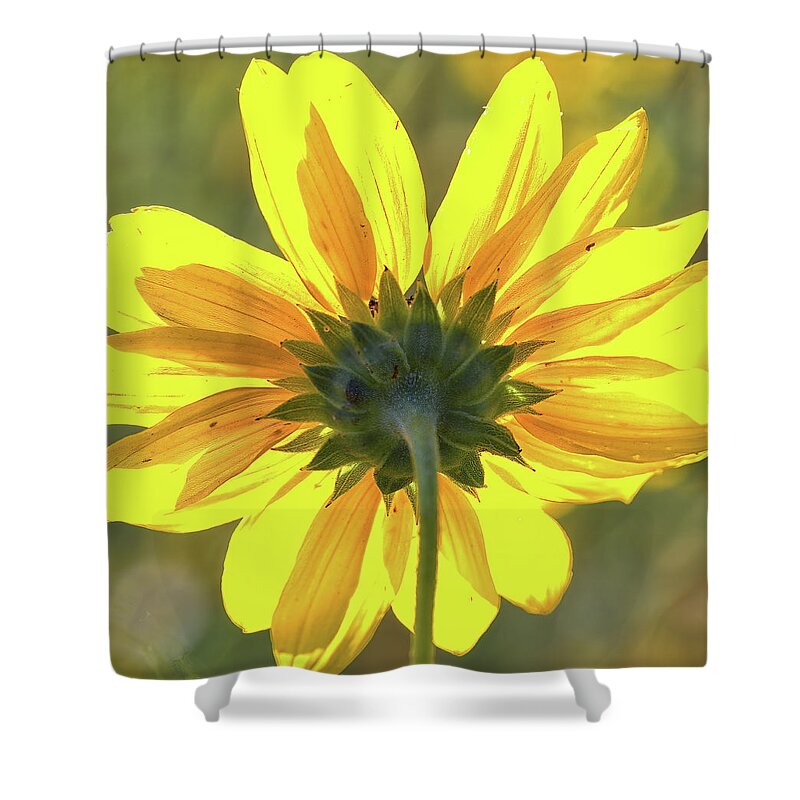 Sunflower Shower Curtain featuring the photograph Facing the sun by Bob Falcone