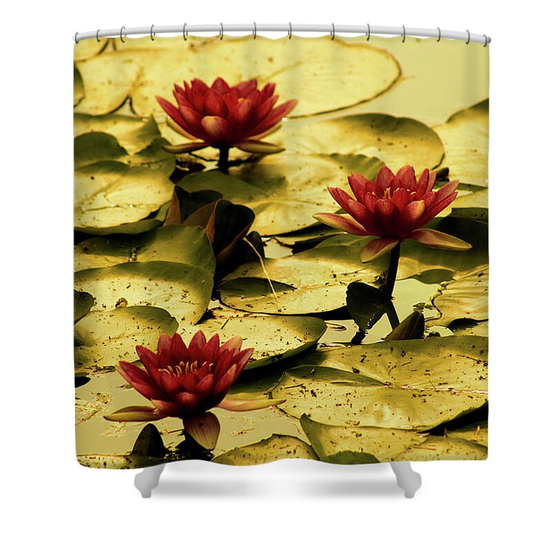 Pond Shower Curtain featuring the photograph Fading of Summer by Christopher Reed