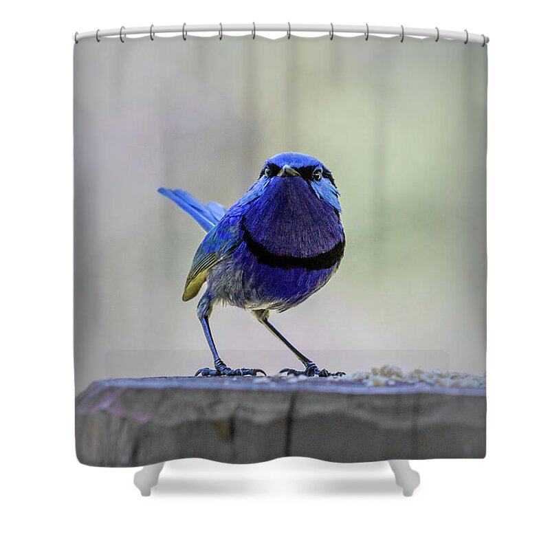 Bird Shower Curtain featuring the photograph Fairy Wren with Attitude by Elaine Teague