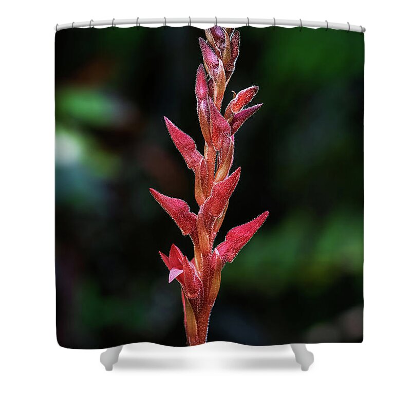 Fakahatchee Beaked Orchid Shower Curtain featuring the photograph Fakahatchee Beaked Orchid Side View by Rudy Wilms