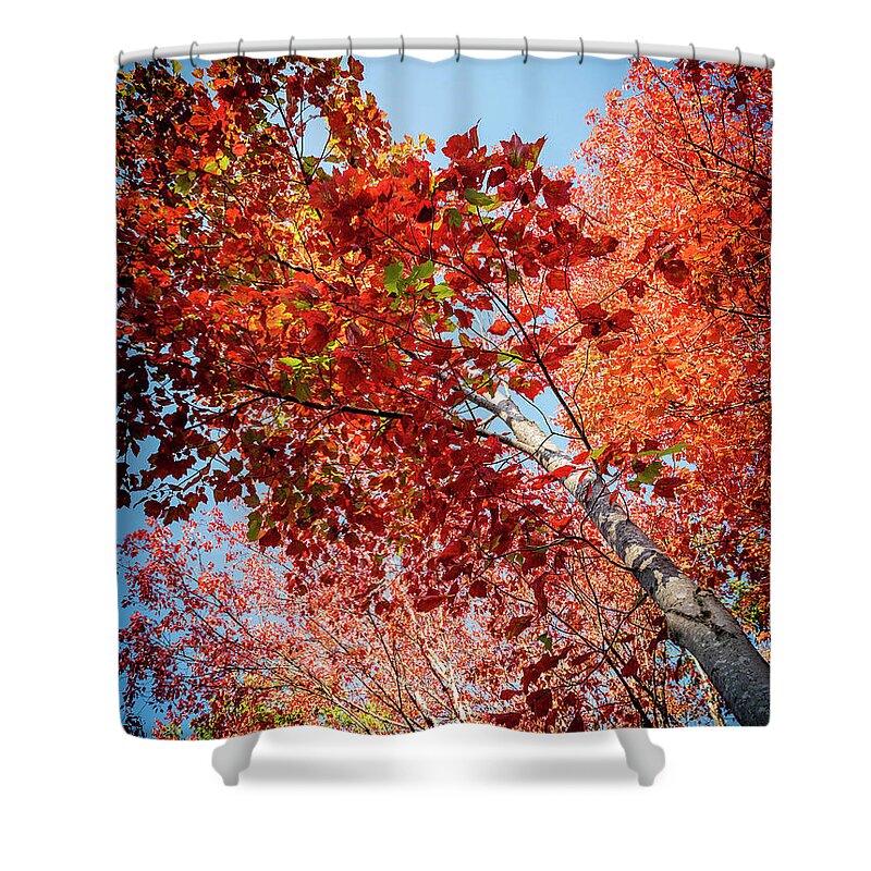 White Birch Shower Curtain featuring the photograph Fall Colors in Acadia by GeeLeesa Productions