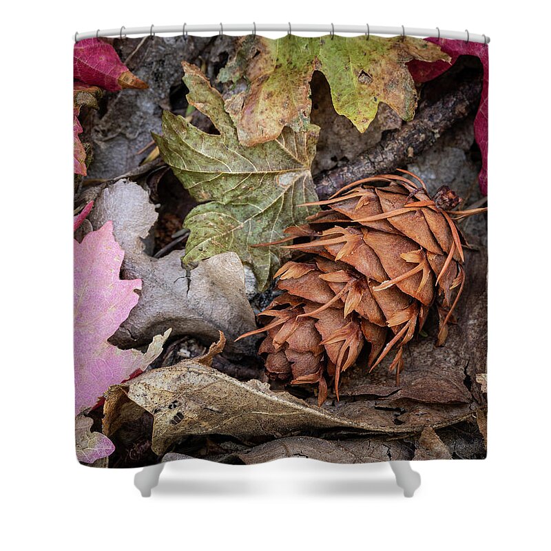 Acer Grandidentatum Shower Curtain featuring the photograph Fall Leaves by Maresa Pryor-Luzier