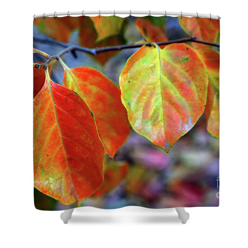 Leaves Shower Curtain featuring the photograph Fall Leaves by Vivian Krug Cotton
