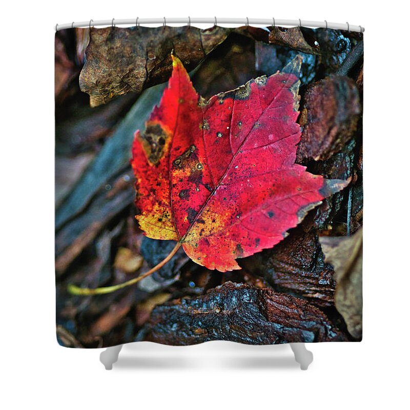 Maple Leaf Shower Curtain featuring the photograph Fall Maple Leaf by Meta Gatschenberger
