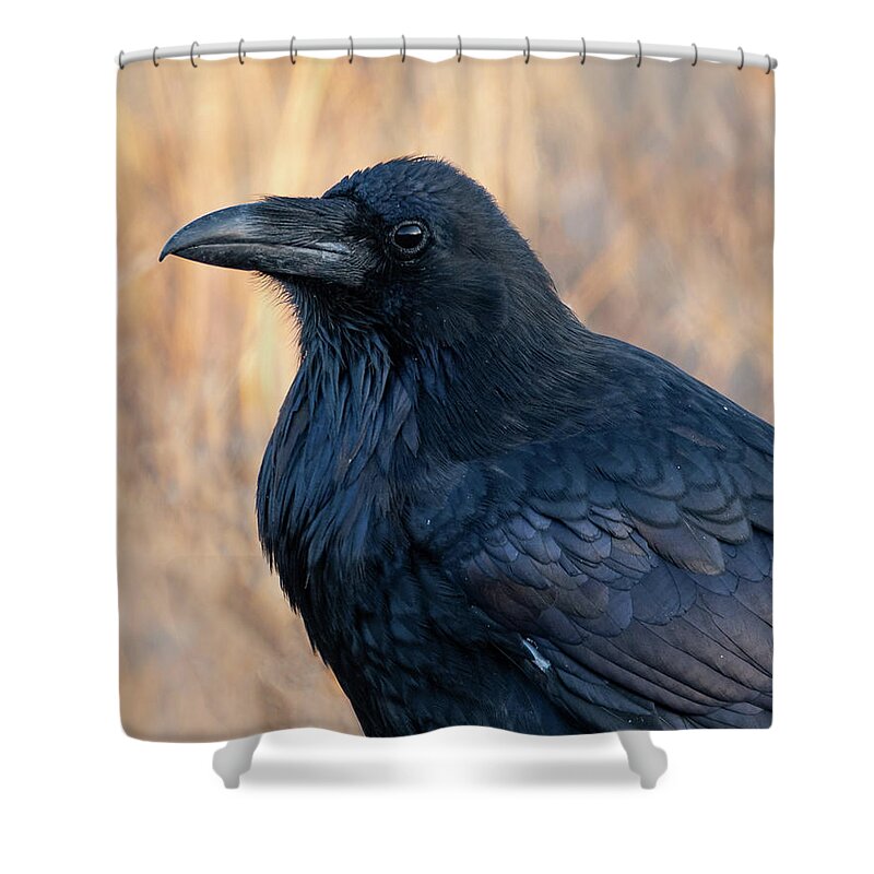 Raven Shower Curtain featuring the photograph Fall Raven by Mary Hone