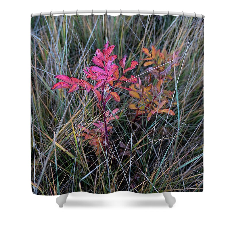 Wild Rose Shower Curtain featuring the photograph Fall Wild Rose Plant On The Prairie by Karen Rispin