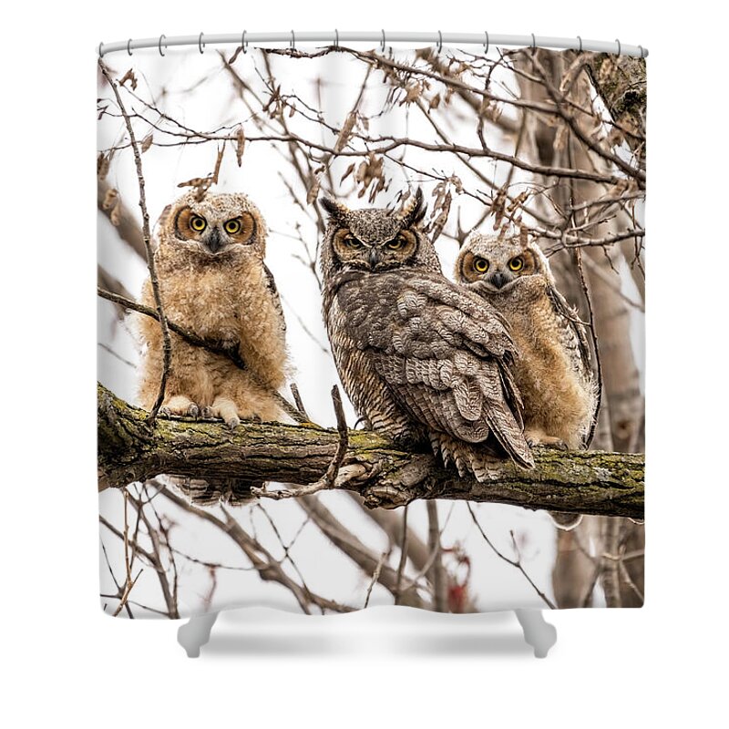 Great Horned Owl Shower Curtain featuring the photograph Family by James Overesch