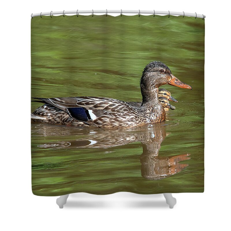 Nature Shower Curtain featuring the photograph Family of Mallard Ducks DWF0241 by Gerry Gantt