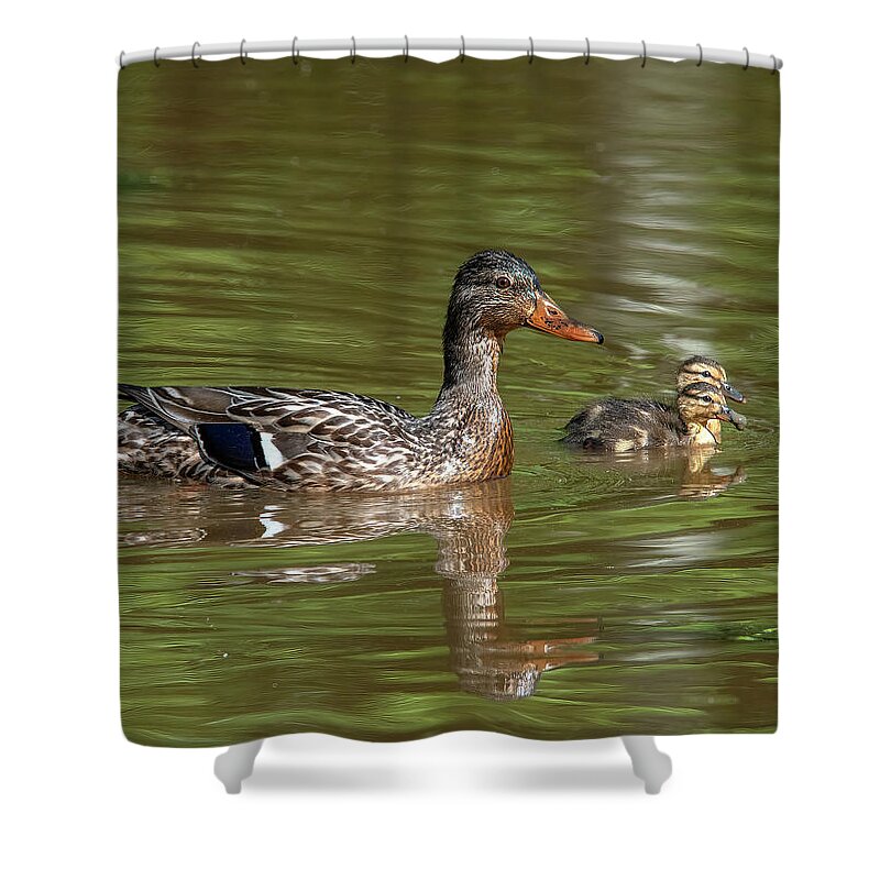 Nature Shower Curtain featuring the photograph Family of Mallard Ducks DWF0242 by Gerry Gantt