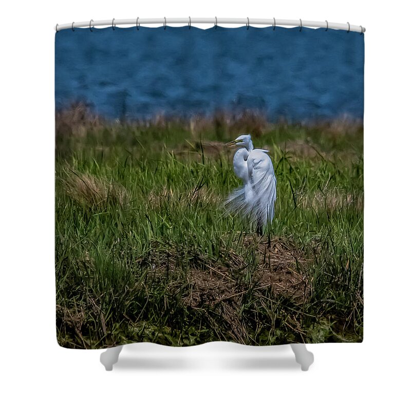 Bird Shower Curtain featuring the photograph Fancy Egret by Cathy Kovarik