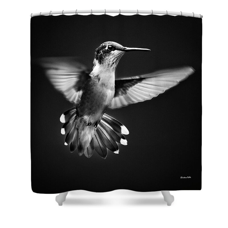 Hummingbird Shower Curtain featuring the photograph Fantail Hummingbird by Christina Rollo