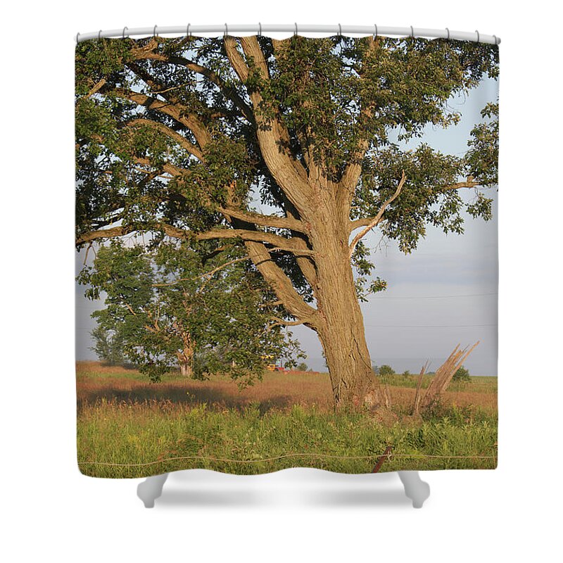 Fram Shower Curtain featuring the photograph Farm Tree by Marc Champagne