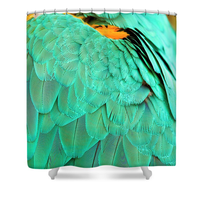 Feather Shower Curtain featuring the photograph Feathers by Anna Kluba