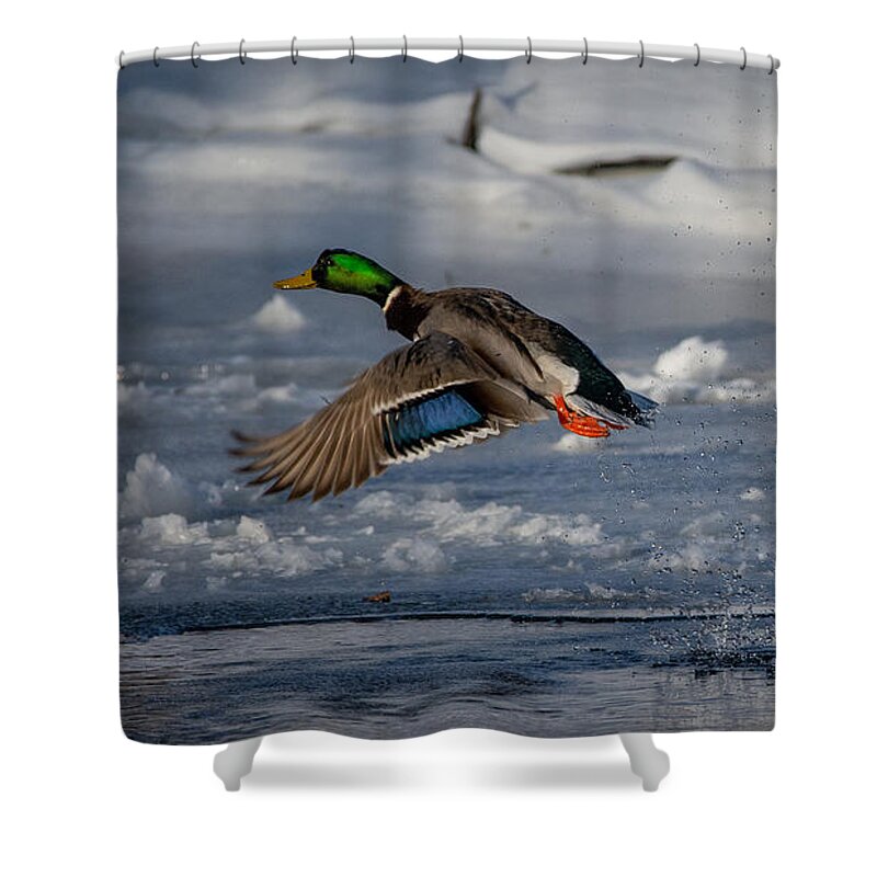Bird Shower Curtain featuring the photograph Feathers on Display by Linda Bonaccorsi