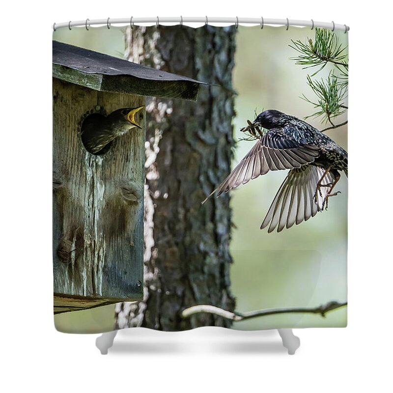 Feeding Flying Starling Shower Curtain featuring the photograph Feeding Flying Starling by Torbjorn Swenelius