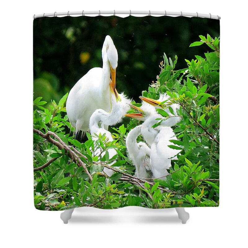 Great Egret Shower Curtain featuring the photograph Feeding the Kids 2 by Keith Stokes