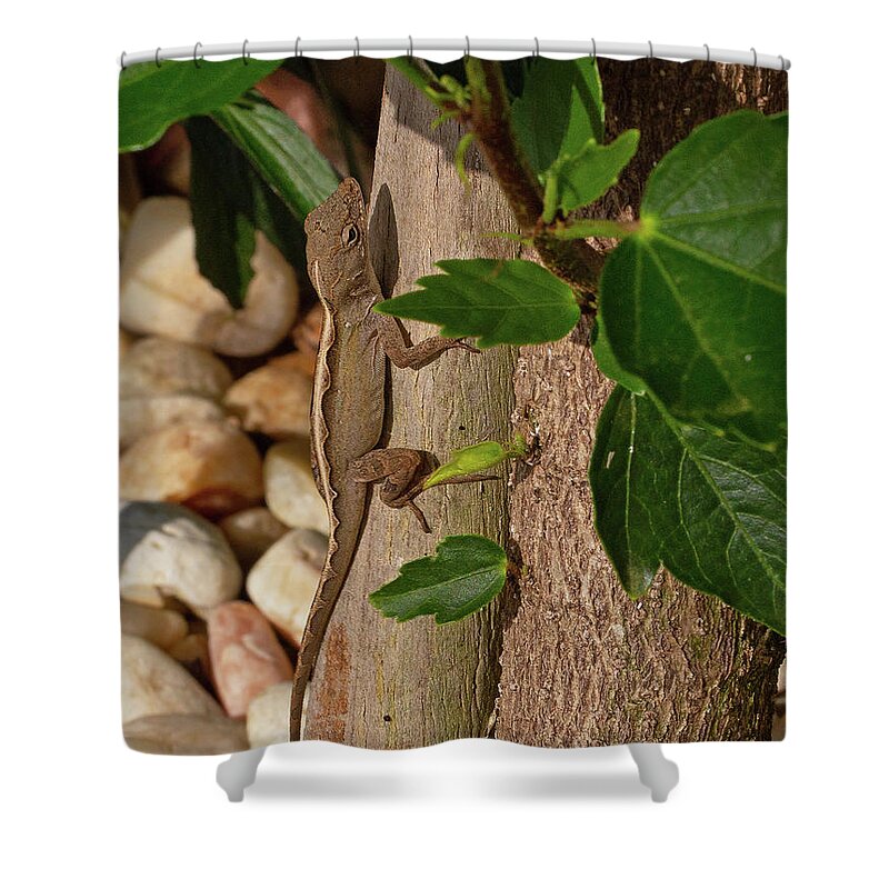 Lizard Shower Curtain featuring the photograph Female Brown Anole by Gina Fitzhugh