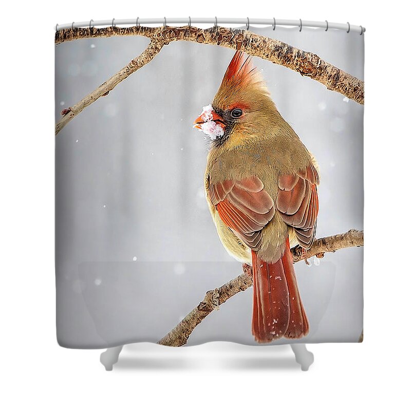 Cardinal Shower Curtain featuring the photograph Female Cardinal in the Snow by Deborah Penland