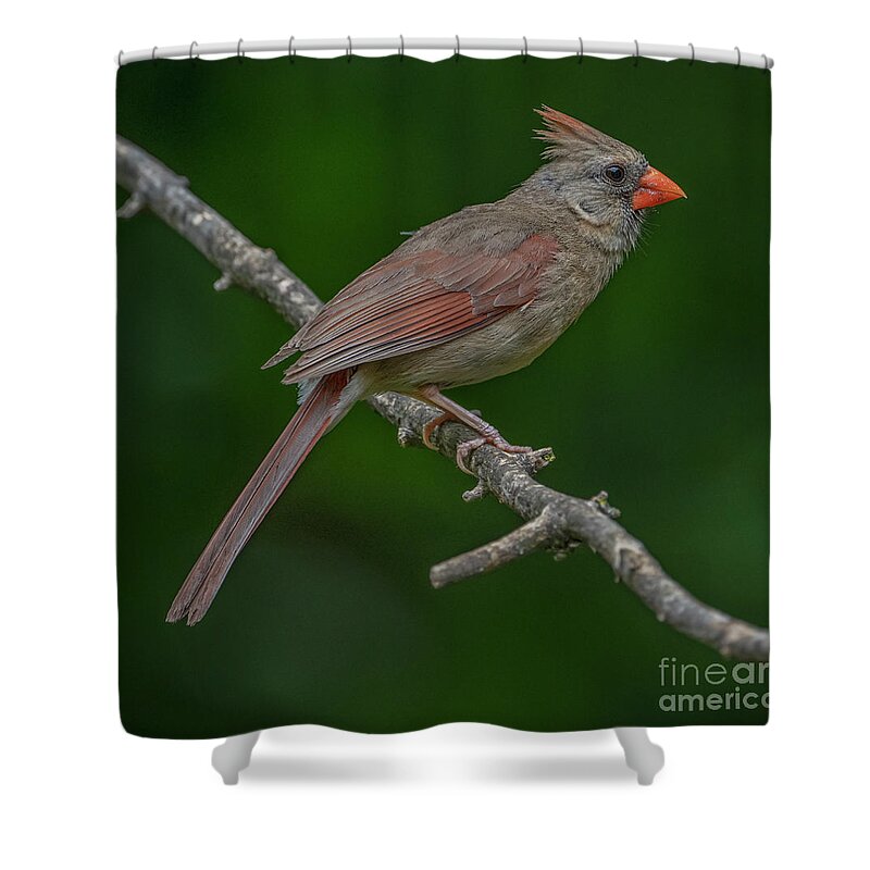 Female Cardinal Shower Curtain featuring the photograph Female Northern Cardinal in the Wild by Sandra Rust