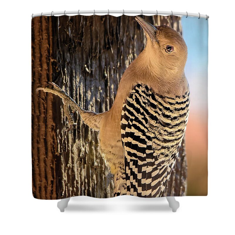 Animal Shower Curtain featuring the photograph Female Gila Woodpecker 220930 by Mark Myhaver