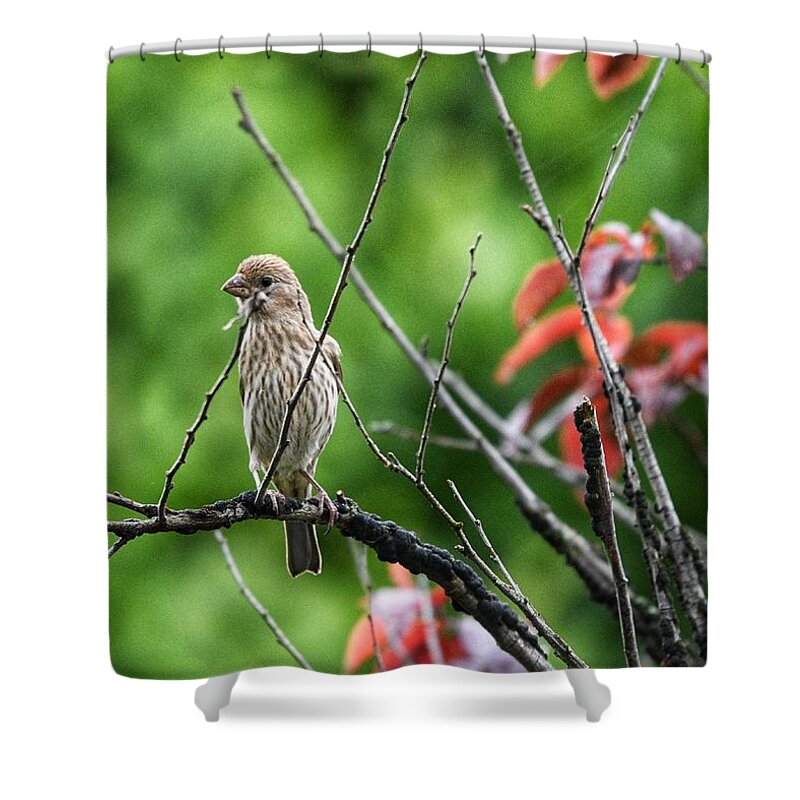 House Finch Shower Curtain featuring the photograph Female House Finch by Evan Foster