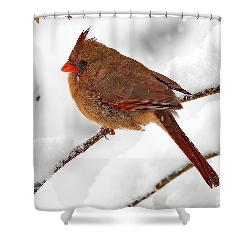 Northern Cardinal Shower Curtain featuring the photograph Female Northern Cardinal and Fresh Fluffy Snow by Lyuba Filatova