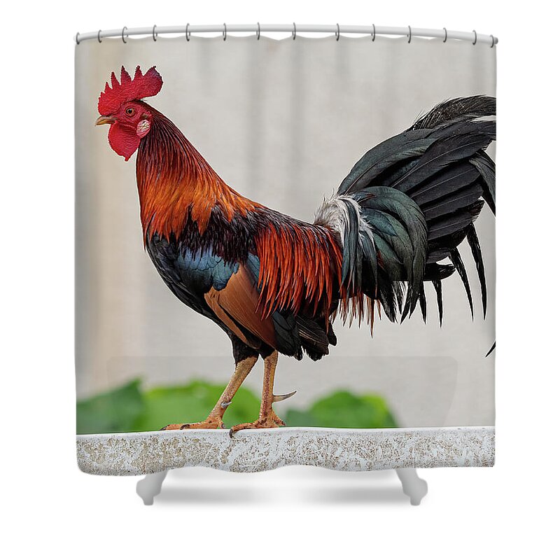 Feral Shower Curtain featuring the photograph Feral Rooster by Rick Mosher