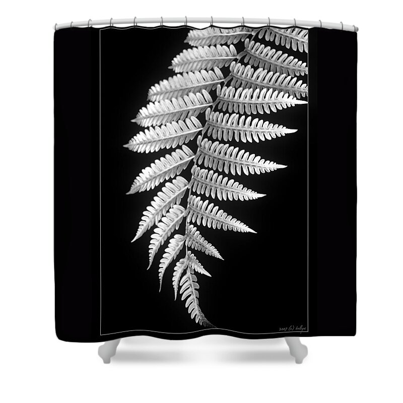 Australia; Floral Shower Curtain featuring the photograph Fern Dance by Holly Kempe