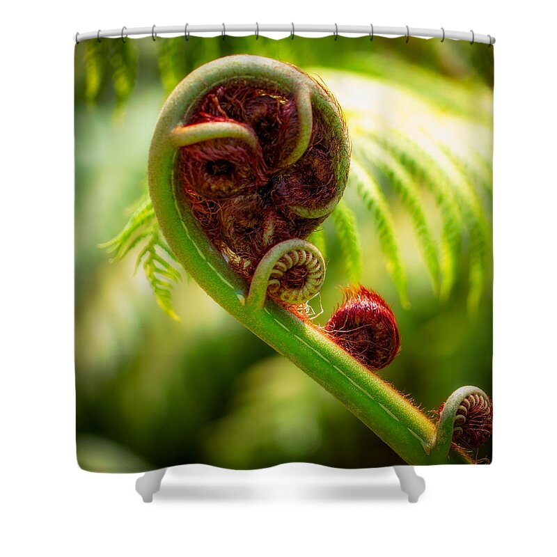 Fern Shower Curtain featuring the photograph Fern Fronds by Mike-Hope by Michael Hope