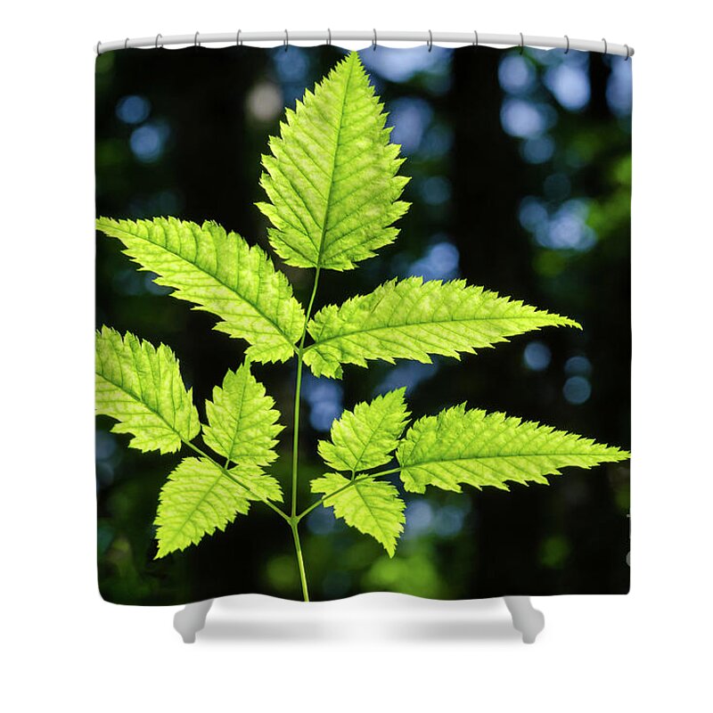 Fern like plant stem with serrated in sunlight over forest background Shower Curtain by Peter Hermes Furian - Pixels