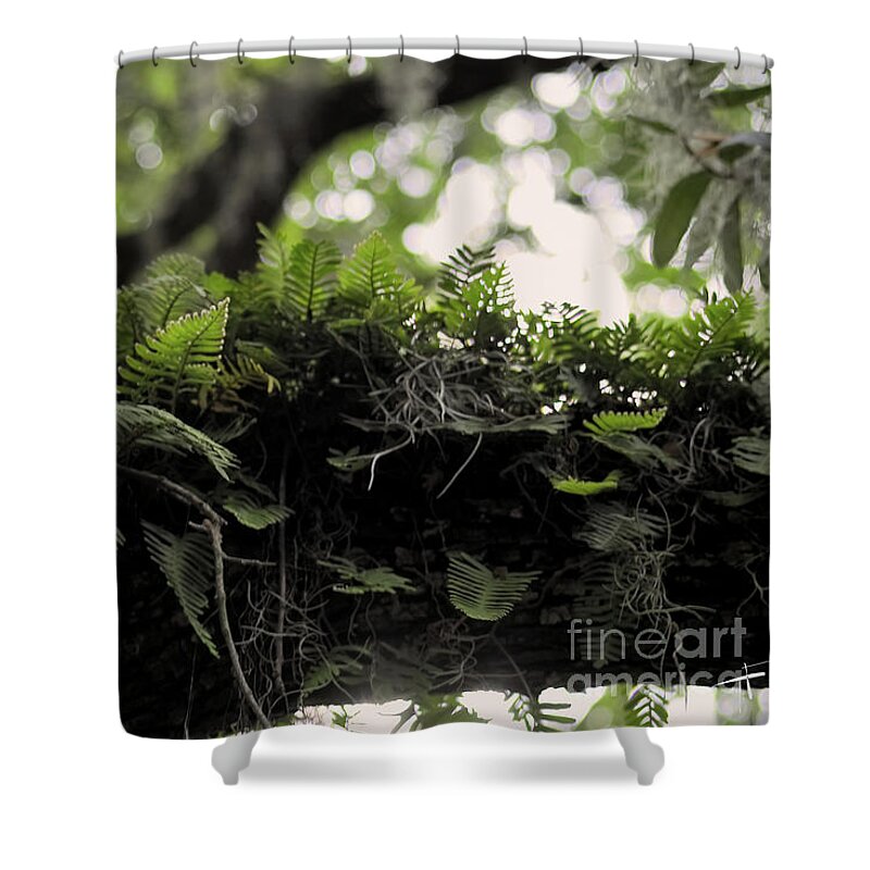 Savannah Shower Curtain featuring the photograph Ferns Above Ya by Theresa Fairchild