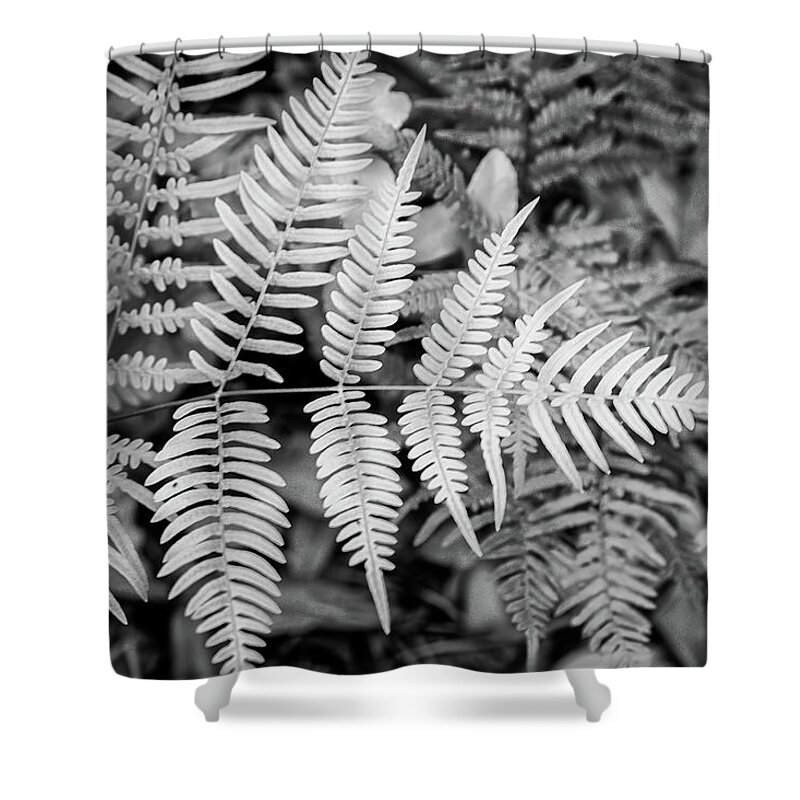 Fern Shower Curtain featuring the photograph Ferns in Black and White by Bob Decker