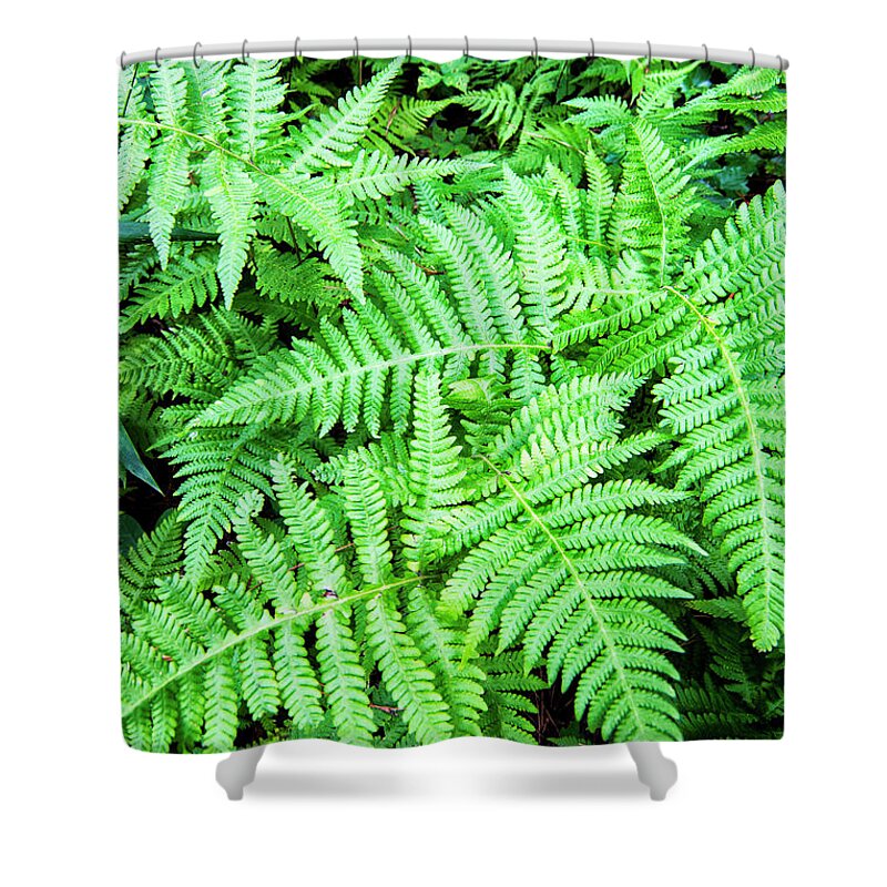 Ferns Shower Curtain featuring the photograph Ferns in the Forest by Bob Decker