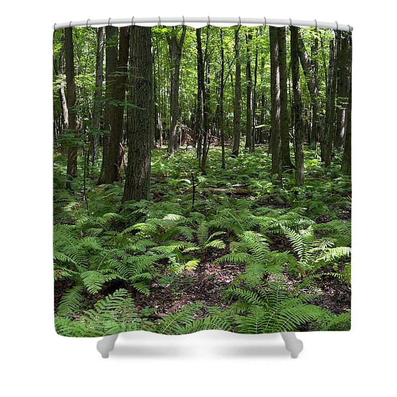 Ferns Shower Curtain featuring the photograph Ferns on Forest Floor 0871 by Jack Schultz