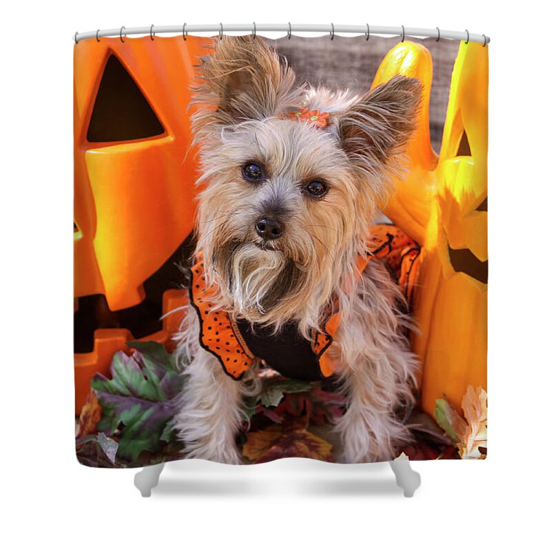Animal Shower Curtain featuring the photograph Festive Fall Yorkie by Dawn Richards
